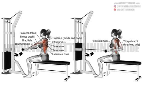 Bent Over Two Arm Dumbbell Row Exercise Instructions And Video