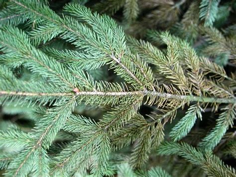 Spruce Spider Mites Pest Rtec Treecare Let Us Help You