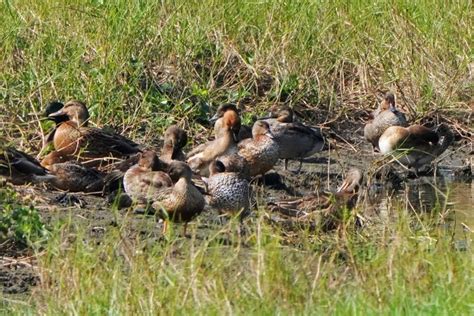 罕見冬候鳥「羅文鴨」現蹤新竹市金城湖 鳥友朝聖搶拍 動物星球 生活 聯合新聞網