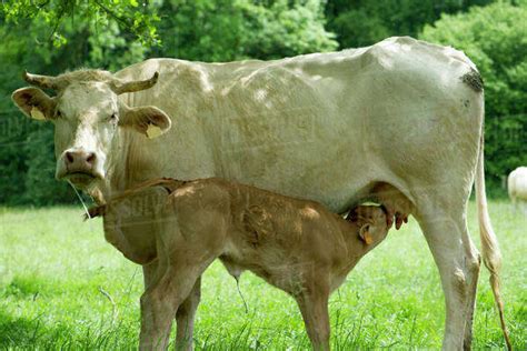 Cow Nursing Her Calf Stock Photo Dissolve