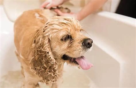 Do Cocker Spaniels Shed Tips To Control Shedding