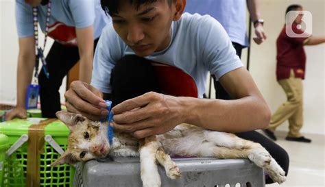 Melihat Sterilisasi Ratusan Kucing Di Jakarta Foto Liputan6