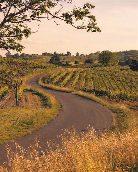 La Strada Del Vino Granmonferrato Food Beverage