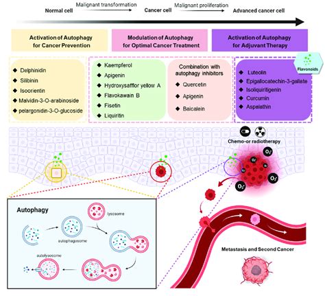 Flavonoids Play A Different Role In Various Stages Of Cancer