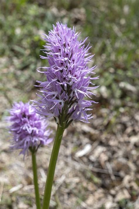 Hanging Naked Man Orchid Stock Photo Image Of Botanical