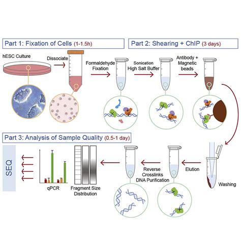 Chromatin Immunoprecipitation Diagram