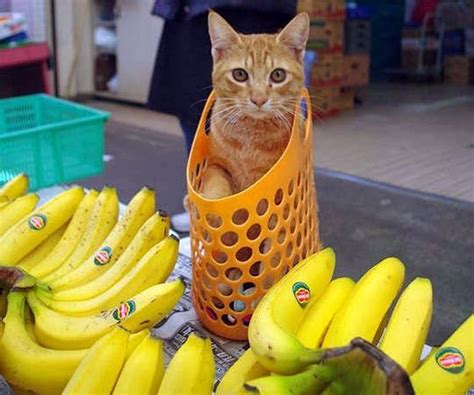 Banana Day Can Cats Eat Bananas Cattime Cat In Heat Orange Cats