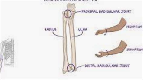 MSK Objective Examination Of The Wrist Hand Flashcards Quizlet