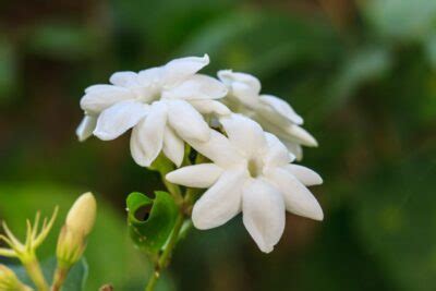 National flower of Philippines - Sampaguita | Symbol Hunt