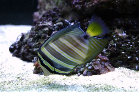 Photo #3 - Sailfin - Sail Fin Tang,2 Clowns,1 Fire Tail,fox ...