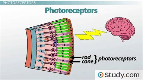 Receptor Definition Anatomy