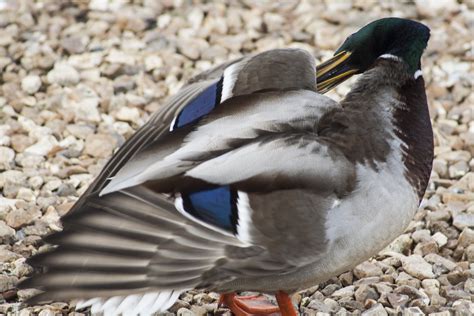 2560x1440 Wallpaper White Gray And Black Duck Peakpx