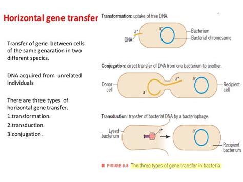 Genetics of bacteria