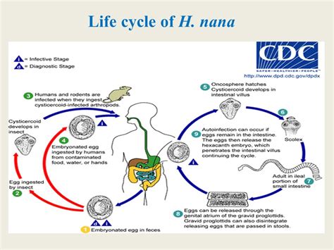 Hymenolepis Diminuta Life Cycle