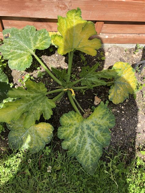 What’s up with my courgette plant? — BBC Gardeners' World Magazine