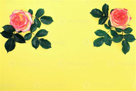 Pink rose with green petals 18954373 Stock Photo at Vecteezy