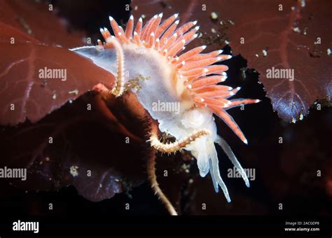 Nudibranch Flabellina Verrucosa Comer Una Estrella De Mar