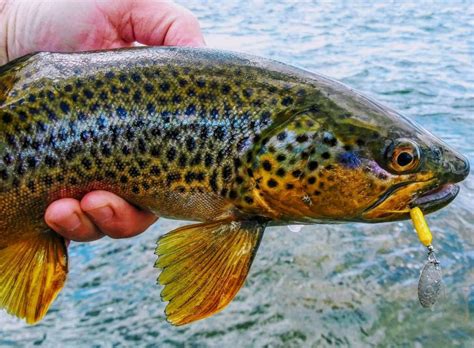 2023s Best Rooster Tail Lure Trout Like A Pro With These Top Fishing