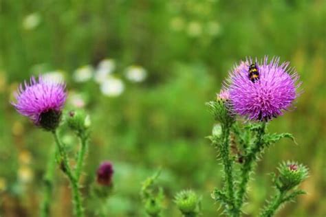 Symbols of Scotland: A Visual Guide - Symbol Sage