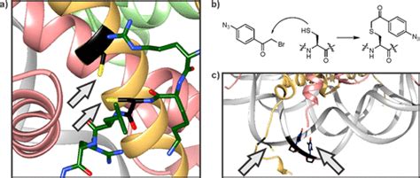 Histones At The Crossroads Of Peptide And Protein Chemistry Chemical