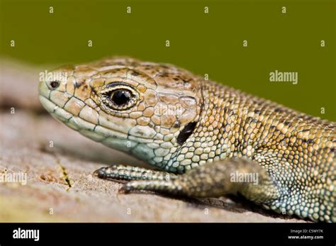 Viviparous Or Common Lizard Close Up Stock Photo Alamy