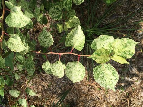 What Is This Plant Walter Reeves The Georgia Gardener