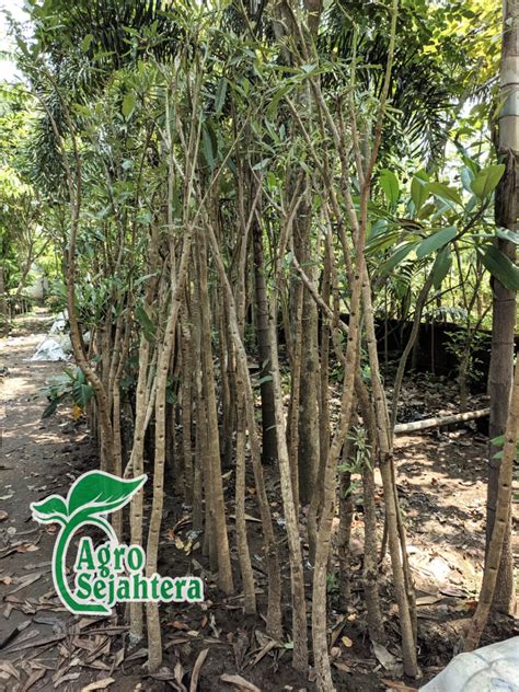 Harga Pohon Tabebuya Tinggi 3 Meter Tani Sejahtera