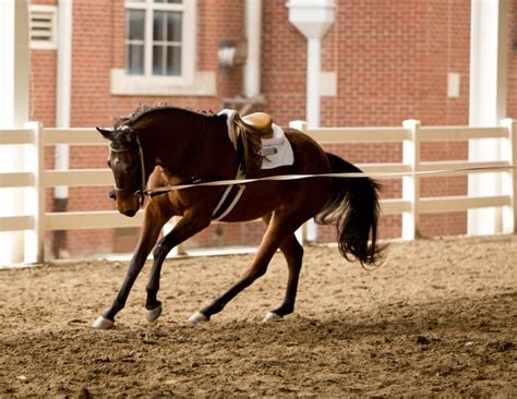 Lunging For Horse And Rider Horse Journals