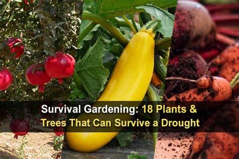 Survival Gardening: 18 Plants & Trees That Can Survive a Drought