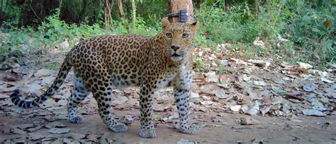 Jhalana Leopard Safari - Book Jhalana Safari and see Leopards - by A1