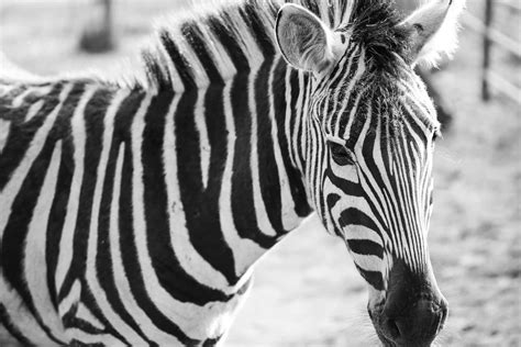 Zebra Black&White Portrait | Free Animal Picture by picjumbo