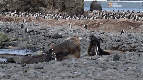 149 Antarctica male elephant seal Stock Video Footage - 4K and HD Video ...