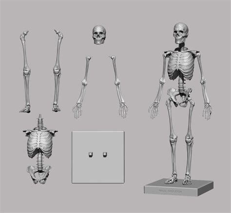 3d Printable Anatomical Human Skeleton Stl Flippednormals Human