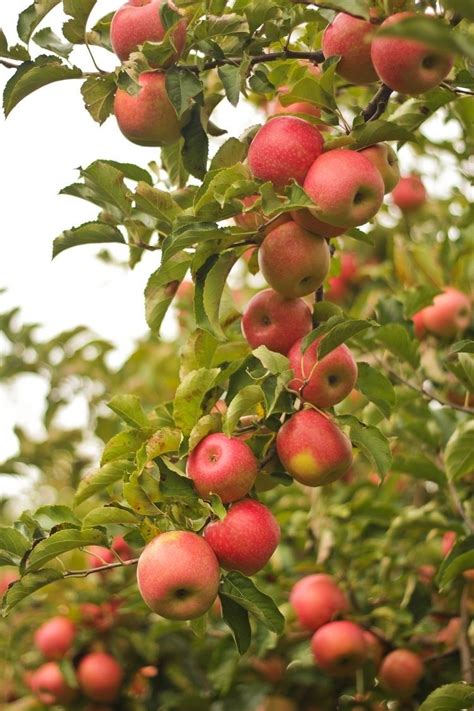 19 Best Apple Tree Varieties With A Guide To Flowering Groups Gardener