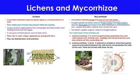 Lichens And Mycorrhizae Fungi YouTube