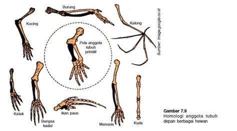 Homologi Alat Alat Tubuh Berbagai Makhluk Hidup Our Akuntansi