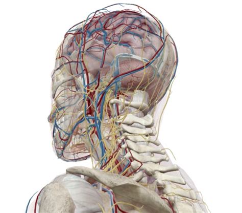 Visual Body 3d Human Anatomy