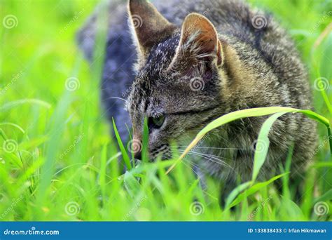 The Cats Playing in the Ground Stock Image - Image of grey, cute: 133838433