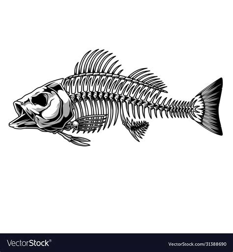 Bass Fish Skeleton Monochrome Concept Vector Image On Vectorstock