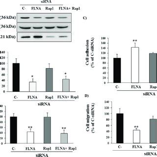 FLNA Effect On Cell Proliferation Adhesion And Cell Migration And Rap1