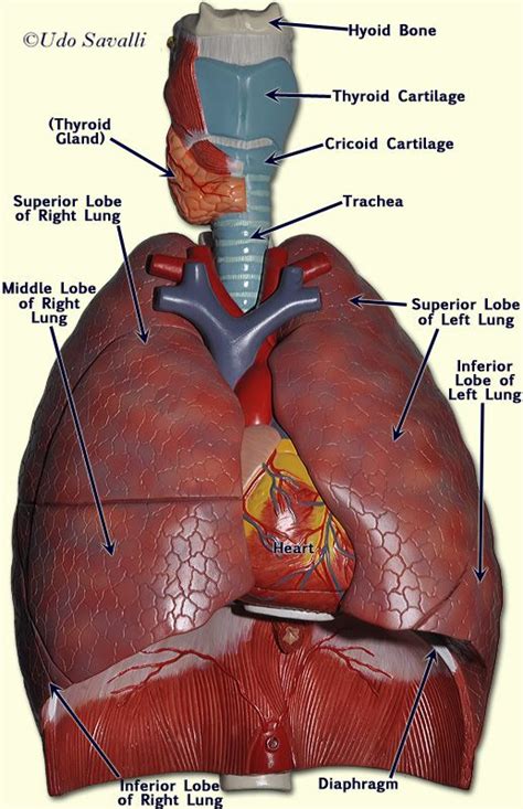 Lung Model Anatomy