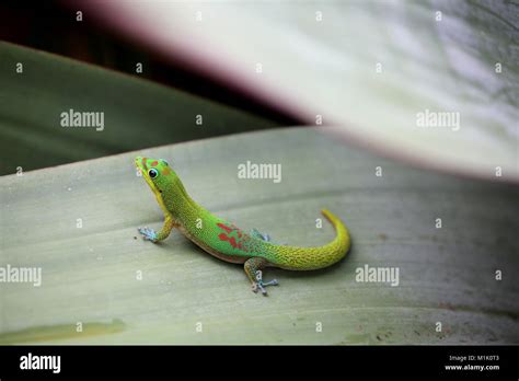 Geico Gecko Hi Res Stock Photography And Images Alamy