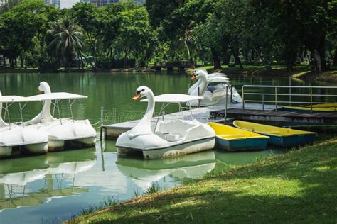 Swan Pedal Boat Floating on the Public Park Stock Photo - Image of ...