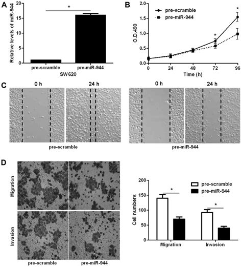 MiR 944 Inhibits Cell Migration And Invasion By Targeting MACC1 In