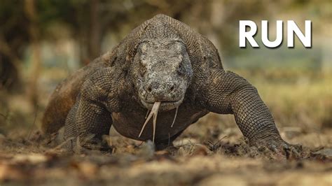 Komodo Dragon: The Ultimate Apex Predator - YouTube