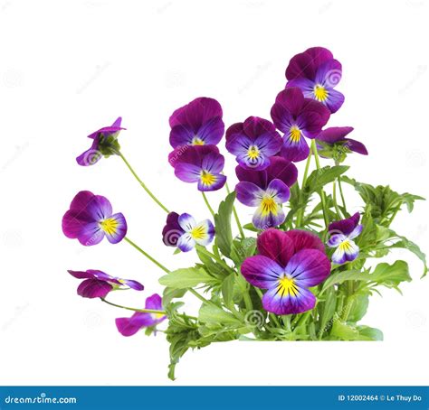 Purple Pansy flowers stock photo. Image of leaf, pansy - 12002464