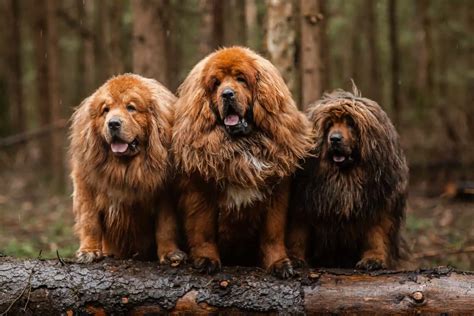 Tibetan Mastiff Price: Can Dogs Really Be That Expensive?