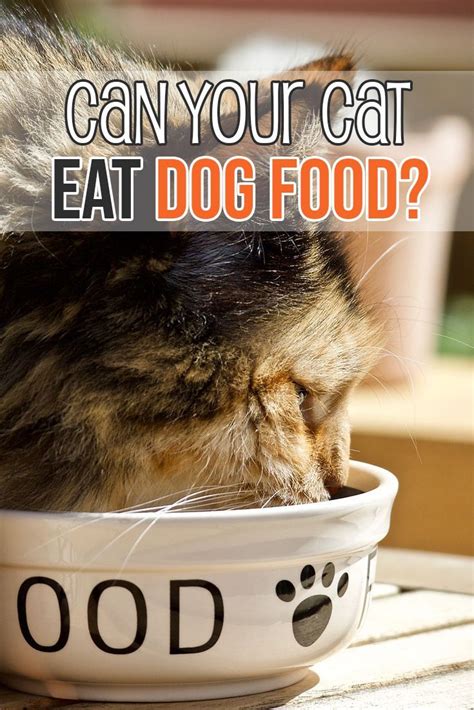 Can Cats Eat Dog Food