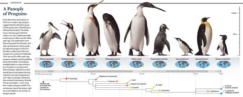 rhamphotheca: Penguin Evolution Penguins are... | Katie Moest