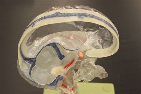 Neuro 504 Dursal Sinuses Dural Septa Diagram Quizlet